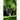Amazonas - Brasil Gigante Café Hammock Chair