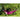 Amazonas - Florida Berry Hammock