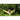 Amazonas - Florida Kiwi Hammock
