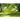 Amazonas - Miami Kiwi Hammock