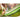 Amazonas - Paradiso Oliva Hammock